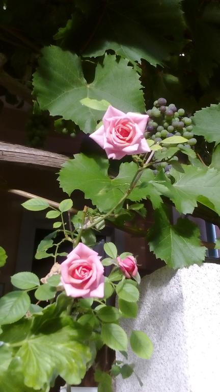 Apartment Yelena Rose West Zadar Luaran gambar